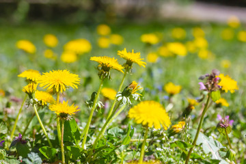 Gewöhnliche Löwenzahn blüht auf einer schönen grünen Wiese im Frühling