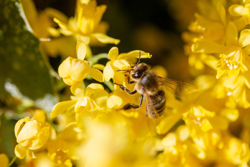 eine Honigbiene sammelt an einer Blume (Mahonie) Honig