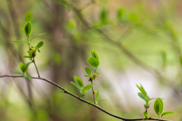 Fototapeta na wymiar Small green spicebush leaves in the Spring