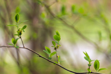 Small green spicebush leaves in the Spring
