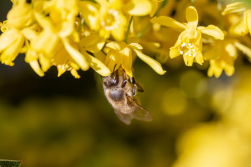 eine Honigbiene sammelt an einer Blume (Mahonie) Honig