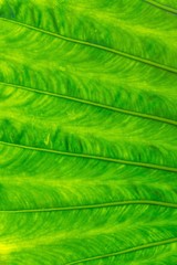 'Ape Giant Taro Leaf Close Up