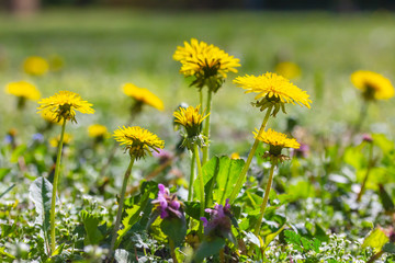 Gew&ouml;hnliche L&ouml;wenzahn bl&uuml;ht auf einer sch&ouml;nen gr&uuml;nen Wiese im Fr&uuml;hling