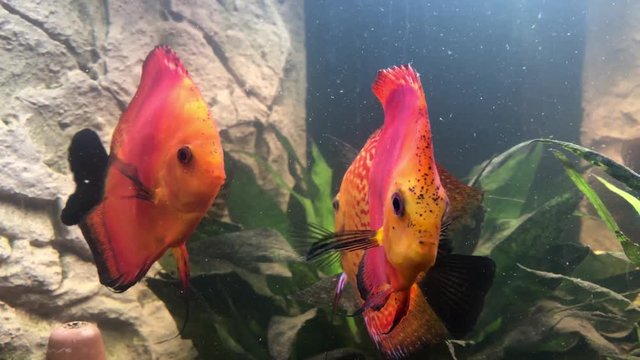Diskus Fiscke im Aquarium