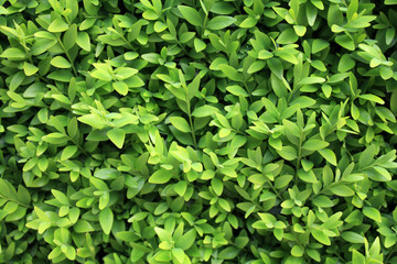 Obraz premium Background wallpaper texture with green leaves.