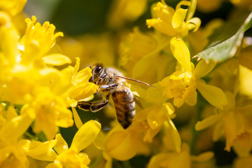 eine Honigbiene sammelt an einer Blume (Mahonie) Honig
