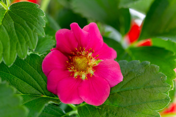 die rosa Blüte einer Erdbeerpflanze