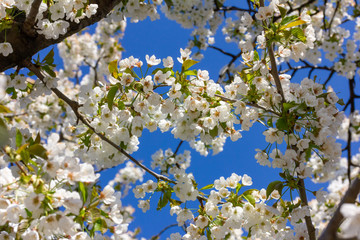 weiße Kirschblüten im Frühling bei Sonnenschein