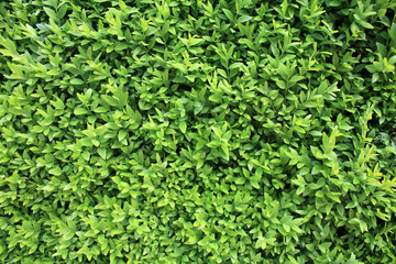 Background wallpaper texture with green leaves.