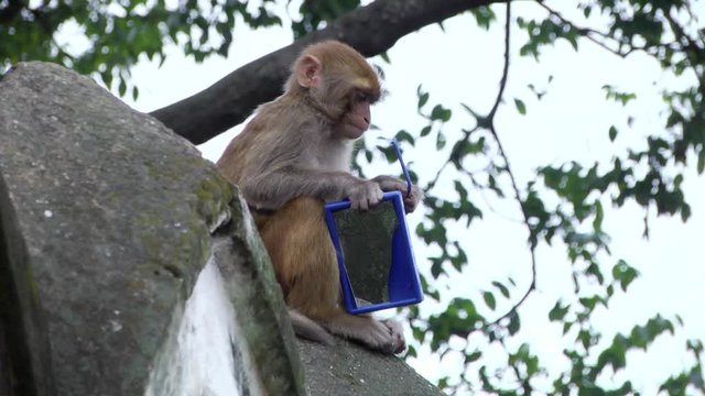 Small Macaque Monkey holding blue framed mirror and chewing blue straw sitting on wall in Kathmandu, Nepal
