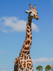 Giraffe against blue sky background.