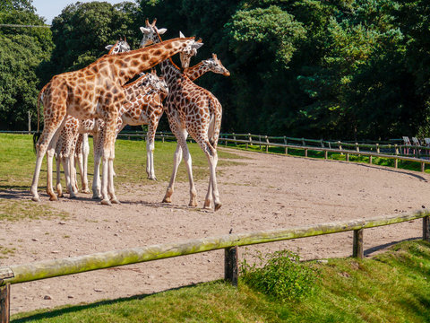 Group of giraffes in a zoo, Sunny day,