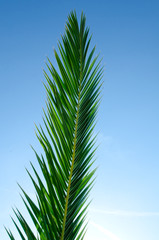 Palm branch on a clear bright blue sky close up, full frame 