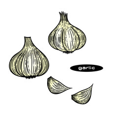 Hand drawn illustration of garlic and pieces of garlic in the engraving style isolated on white.
