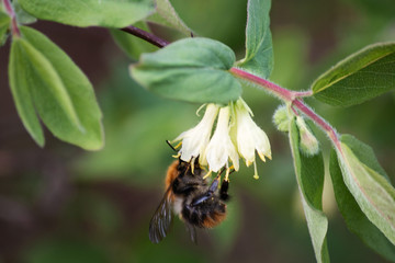 A bumblebee garthering nectar at honeysuckle flowers