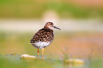 Cute water bird in nature. Colorful nature background. Common water bird: Ruff. Philomachus pugnax. 