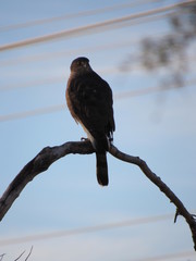 Silhouette of a hawk perched on a tree branch seen in Scottsdale, Arizona at sunset 