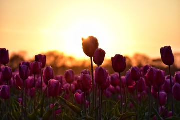 purple tulip field in sunset light in lisse, holland