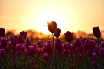 Fototapeta na wymiar purple tulip field in sunset light in lisse, holland