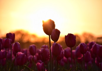 Fototapeta na wymiar purple tulip field in sunset light in lisse, holland