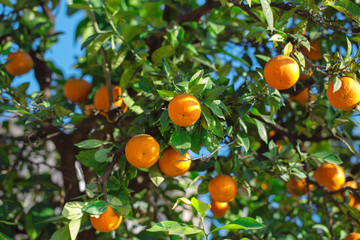 Juicy tangerines on a tree branch