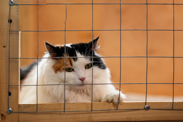Very beautiful, but lonely sad fluffy cat, lying on cage in shelter and waiting for owner with...