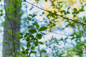 Small green spicebush leaves in the Spring