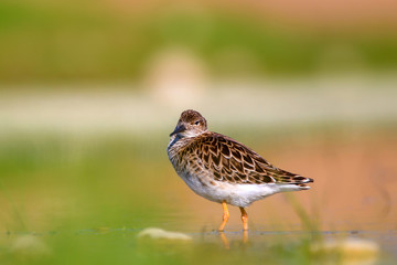 Cute water bird in nature. Colorful nature background. Common water bird: Ruff. Philomachus pugnax. 