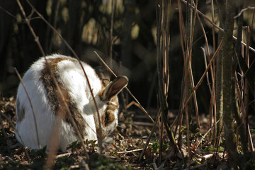 Cute white spotted bunny sitting outside near bushes and cleaning himself.
