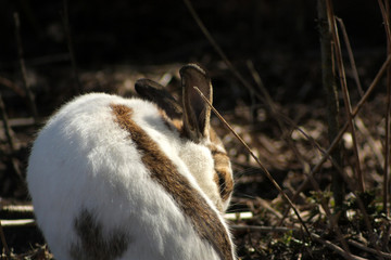 Cute white spotted bunny sitting outside near bushes and cleaning himself.