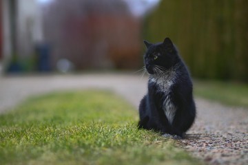 Czarny kot na zewnątrz