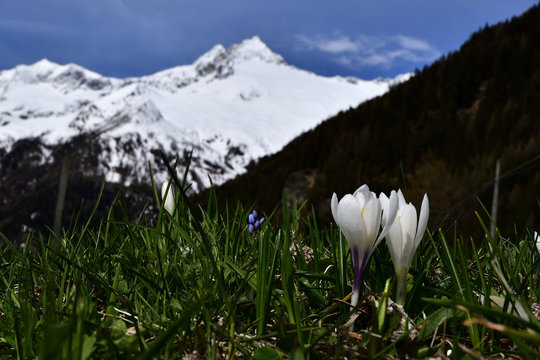 Crocus Albiflorus bloom on the Alps