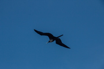 seagull