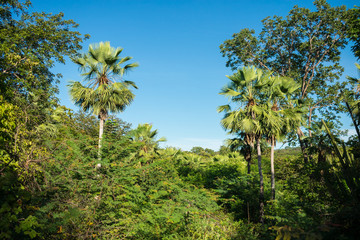 A view of the Sertao landscape, a semiarid region in the Caatinga biome - Oeiras, Piaui state, Brazil