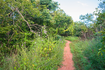 Fototapeta na wymiar Countryside road in Oeiras, Piaui state, Brazil - Sertao landscape
