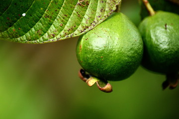 Deliciosas Guayabas