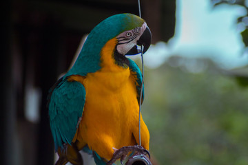 HERMOSAS LAPAS EN COSTA RICA