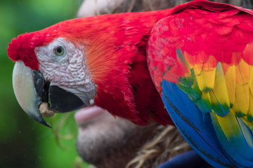 Lapa roja espectacular