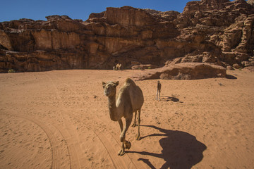 Camels in a beautiful day at the Jordanian desert of Wadi Rum. wide dessert with an amazing mountains and sand dunes. 