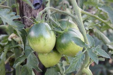 Unripe tomatoes on the branch on the green leaves background. The bush of the tomatoes growing in the rural garden