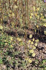 Pussywillow