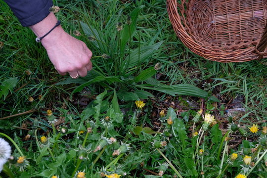 Frau erntet Wildkraut Spitzwegerich