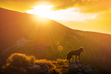 Dog silhouette in steep mountain landscape at sunset
