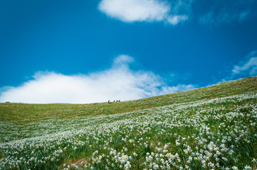 Daffodils glade, field of flowers, narcissus stellaris