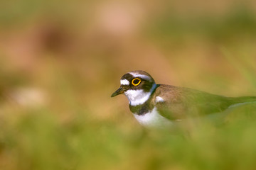 Cutte bird. Natural backgorund. Bird: Little Ringed Plover. Charadrius dubius.