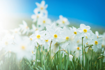 Daffodils glade, field of flowers, narcissus stellaris