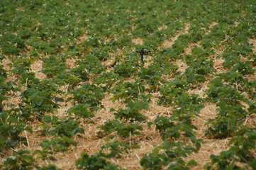 green plants in the field