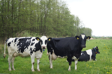 cows in a field