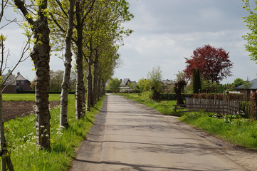 Fototapeta na wymiar country road with trees