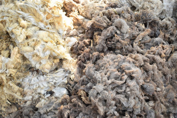 Lana de oveja para fabricar mochilas 